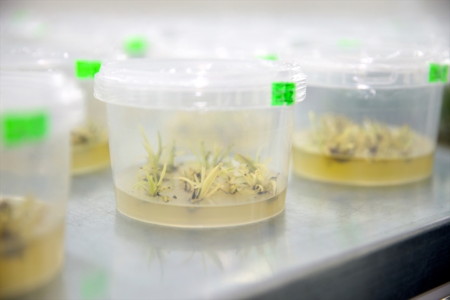 Sakarya'da üretimi zor binlerce bitki türü sağlıklı koşullarda filizleniyor